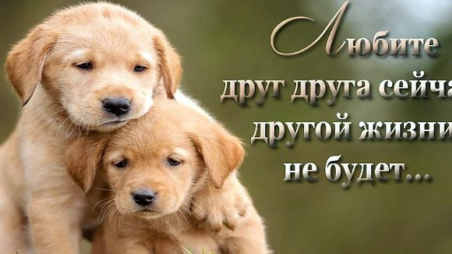 ЛЮБИТЕ ДРУГ ДРУГА, ДРУЗЬЯ ДОРОГИЕ!