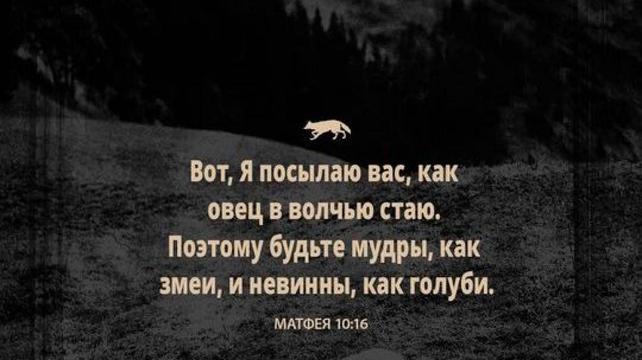 День 29 "ОВЦЫ СРЕДИ ВОЛКОВ"
