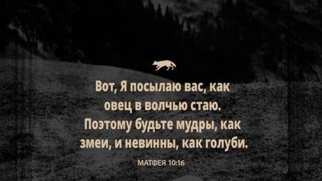 День 29 "ОВЦЫ СРЕДИ ВОЛКОВ"